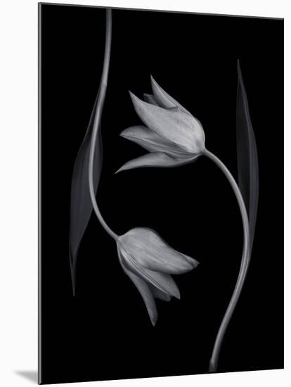 Tulip Tango - Duet-Assaf Frank-Mounted Giclee Print