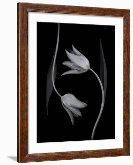 Tulip Tango - Duet-Assaf Frank-Framed Giclee Print