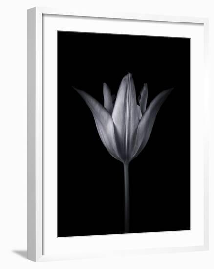 Tulip Tango - Solo-Assaf Frank-Framed Giclee Print