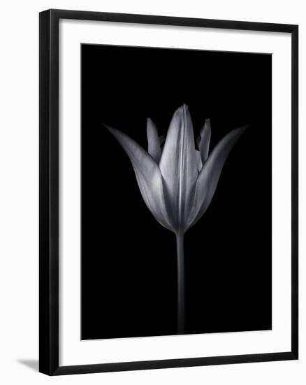 Tulip Tango - Solo-Assaf Frank-Framed Giclee Print