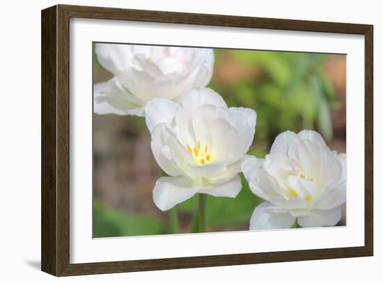 Tulip Three-Robert Goldwitz-Framed Photographic Print