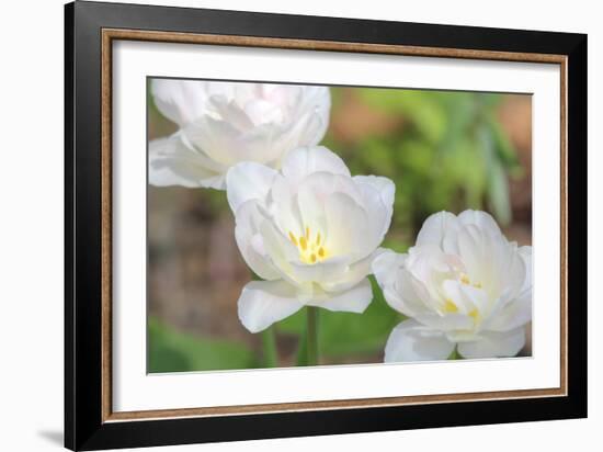 Tulip Three-Robert Goldwitz-Framed Photographic Print