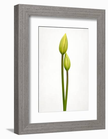 Tulip time-Lotte Grønkjær-Framed Photographic Print