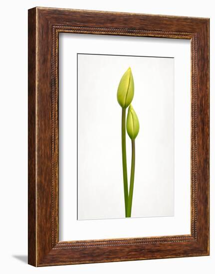 Tulip time-Lotte Grønkjær-Framed Photographic Print