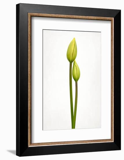 Tulip time-Lotte Grønkjær-Framed Photographic Print