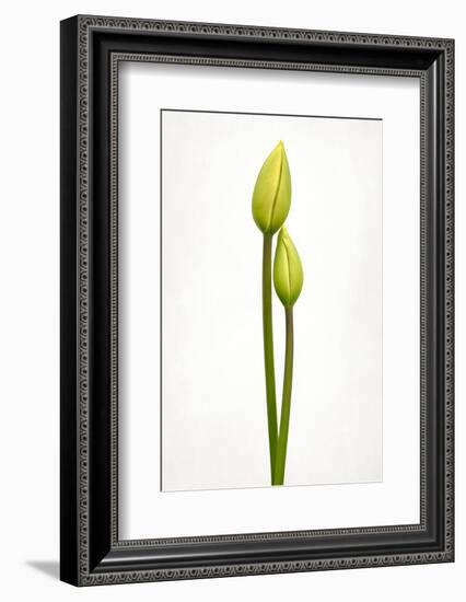 Tulip time-Lotte Grønkjær-Framed Photographic Print