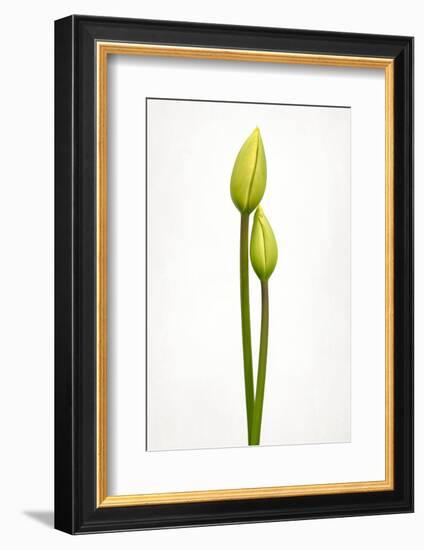 Tulip time-Lotte Grønkjær-Framed Photographic Print