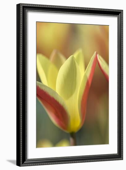 Tulip Tinka-Cora Niele-Framed Photographic Print