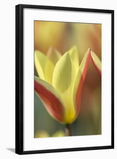 Tulip Tinka-Cora Niele-Framed Photographic Print