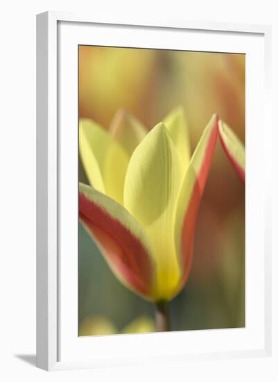 Tulip Tinka-Cora Niele-Framed Photographic Print