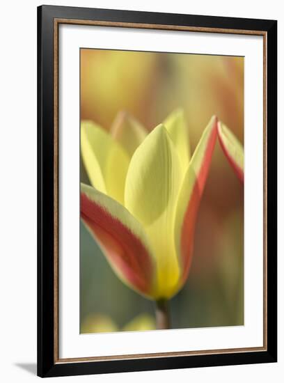 Tulip Tinka-Cora Niele-Framed Photographic Print