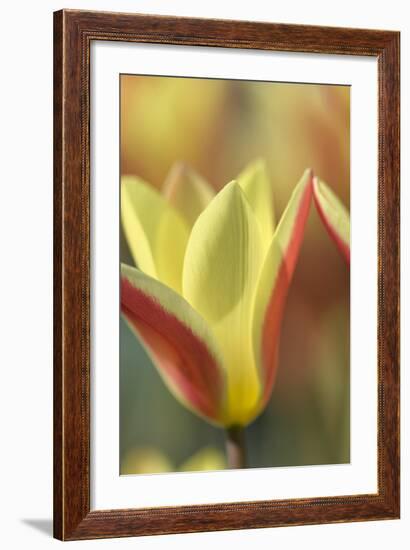 Tulip Tinka-Cora Niele-Framed Photographic Print