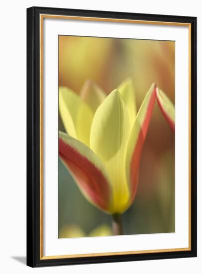 Tulip Tinka-Cora Niele-Framed Photographic Print