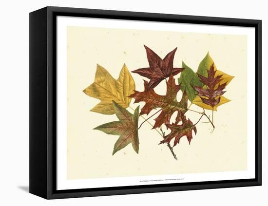 Tulip Tree, Sweet Gum & Scarlet Oak-Denton-Framed Stretched Canvas