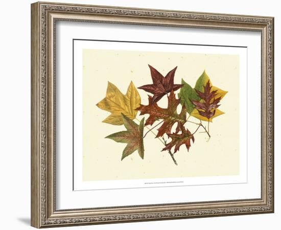 Tulip Tree, Sweet Gum & Scarlet Oak-Denton-Framed Art Print