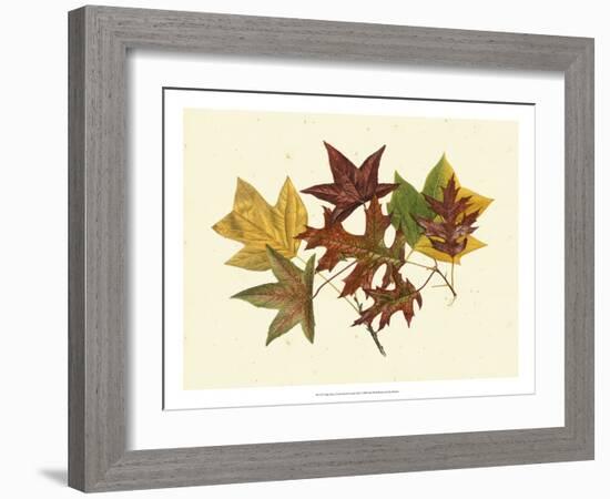 Tulip Tree, Sweet Gum & Scarlet Oak-Denton-Framed Art Print