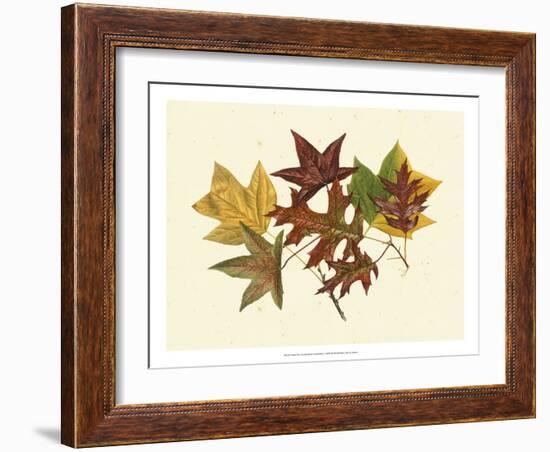 Tulip Tree, Sweet Gum & Scarlet Oak-Denton-Framed Art Print
