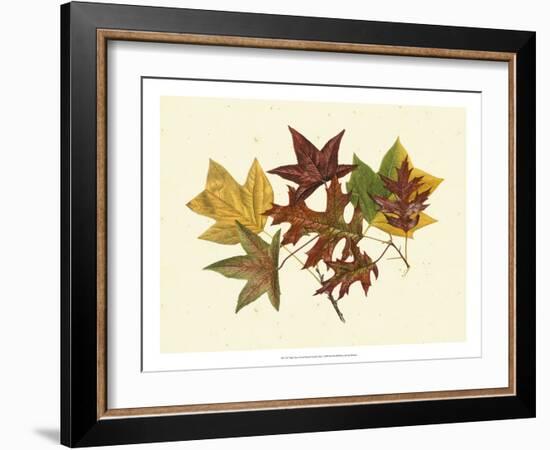 Tulip Tree, Sweet Gum & Scarlet Oak-Denton-Framed Art Print