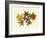 Tulip Tree, Sweet Gum & Scarlet Oak-Denton-Framed Art Print