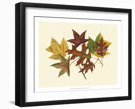 Tulip Tree, Sweet Gum & Scarlet Oak-Denton-Framed Art Print