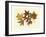 Tulip Tree, Sweet Gum & Scarlet Oak-Denton-Framed Art Print