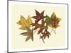 Tulip Tree, Sweet Gum & Scarlet Oak-Denton-Mounted Art Print