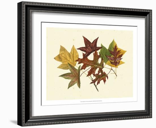 Tulip Tree, Sweet Gum & Scarlet Oak-Denton-Framed Art Print