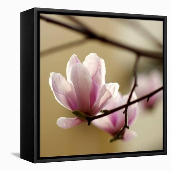 Tulip Tree-null-Framed Premier Image Canvas