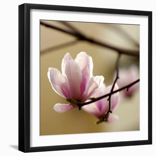 Tulip Tree-null-Framed Photographic Print