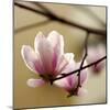 Tulip Tree-null-Mounted Photographic Print