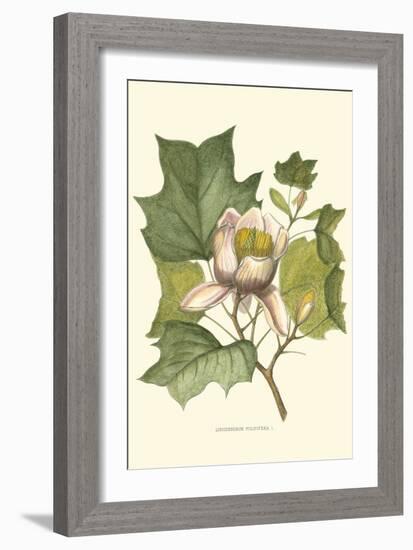 Tulip Tree-Silva-Framed Art Print