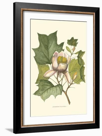 Tulip Tree-Silva-Framed Art Print