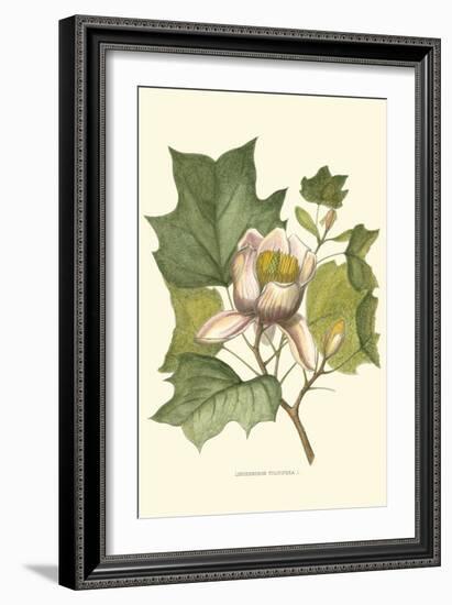 Tulip Tree-Silva-Framed Art Print