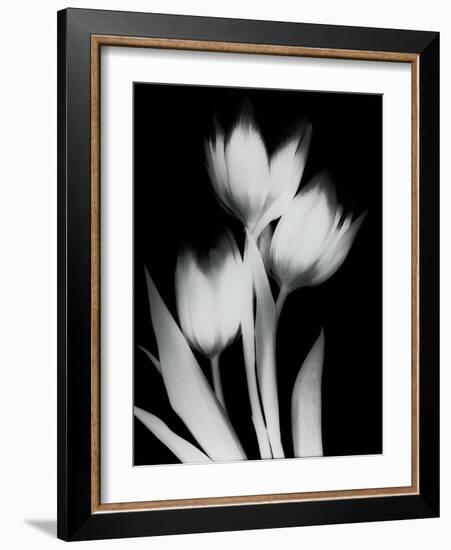 Tulip Tres BW-Albert Koetsier-Framed Art Print