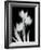 Tulip Tres BW-Albert Koetsier-Framed Art Print