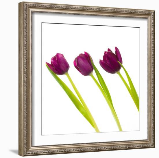 Tulip Trio I-Joseph Eta-Framed Giclee Print