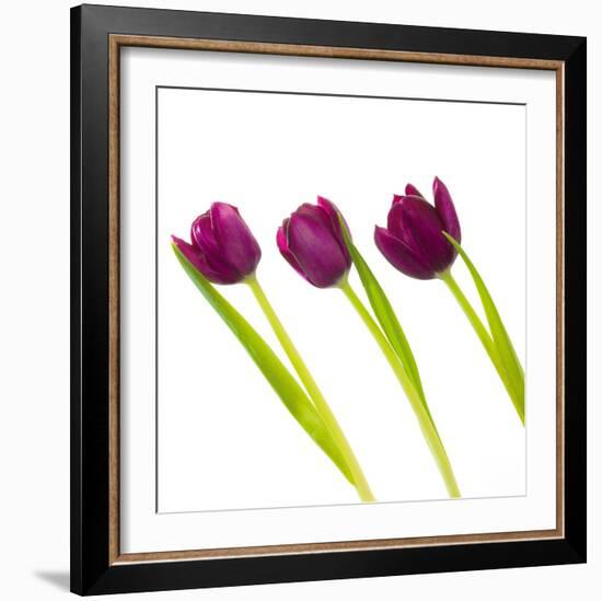 Tulip Trio I-Joseph Eta-Framed Giclee Print