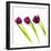 Tulip Trio I-Joseph Eta-Framed Giclee Print