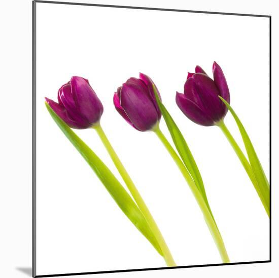 Tulip Trio I-Joseph Eta-Mounted Giclee Print