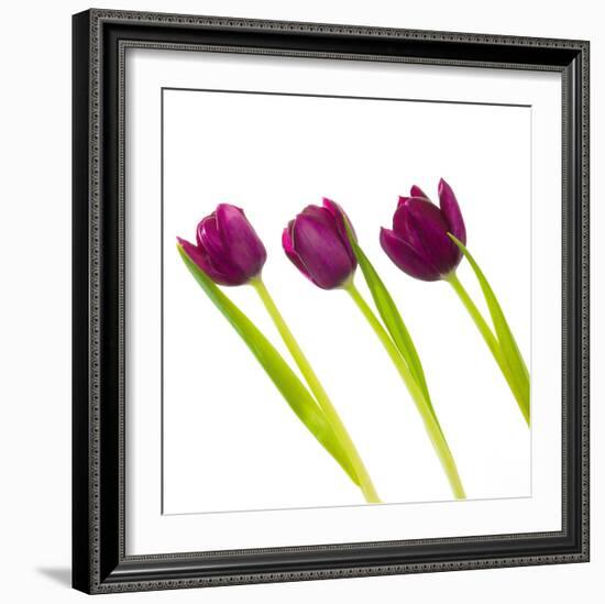 Tulip Trio I-Joseph Eta-Framed Giclee Print