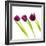 Tulip Trio I-Joseph Eta-Framed Giclee Print