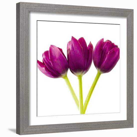 Tulip Trio II-Joseph Eta-Framed Giclee Print