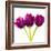 Tulip Trio II-Joseph Eta-Framed Giclee Print