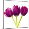 Tulip Trio II-Joseph Eta-Mounted Giclee Print