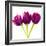 Tulip Trio II-Joseph Eta-Framed Giclee Print