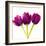 Tulip Trio II-Joseph Eta-Framed Giclee Print