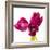 Tulip Trio III-Joseph Eta-Framed Giclee Print