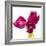 Tulip Trio III-Joseph Eta-Framed Giclee Print