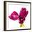 Tulip Trio III-Joseph Eta-Framed Giclee Print