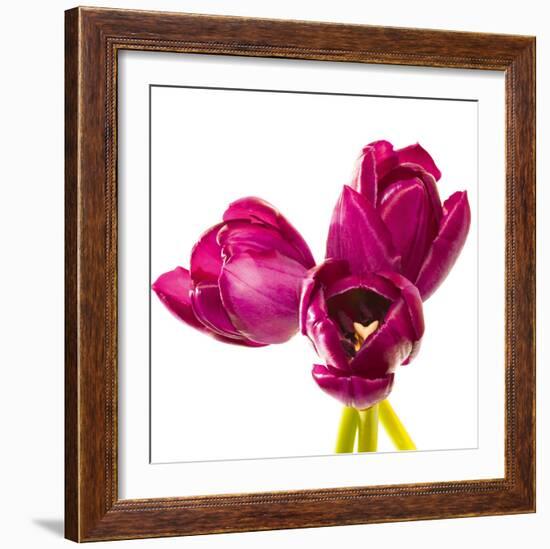 Tulip Trio III-Joseph Eta-Framed Giclee Print